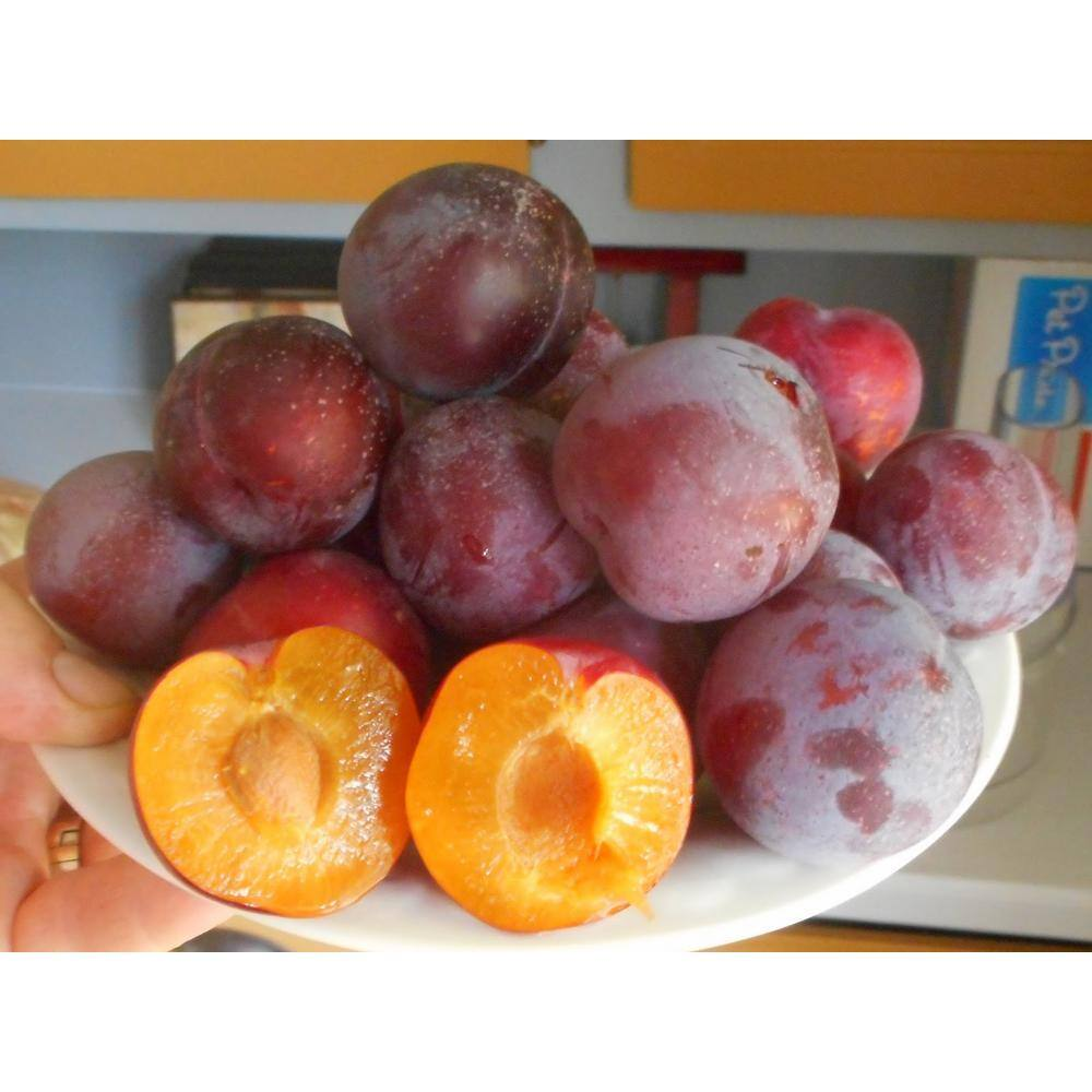 3 Ft. Bubblegum 'Toka' Plum Tree | eBay