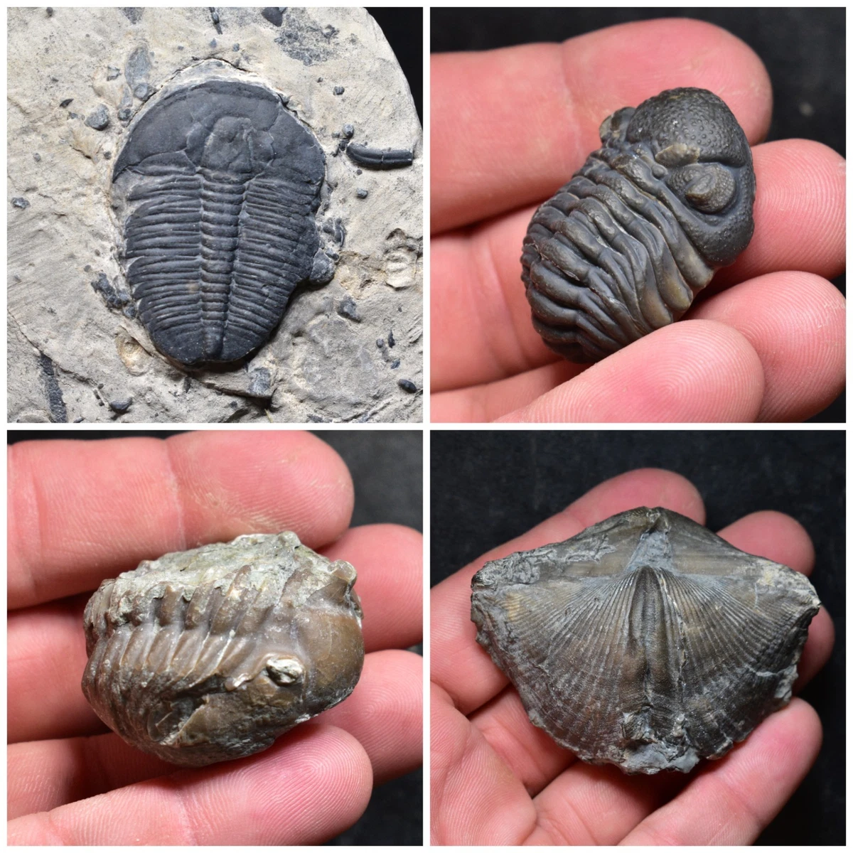 三叶虫化石| eBay