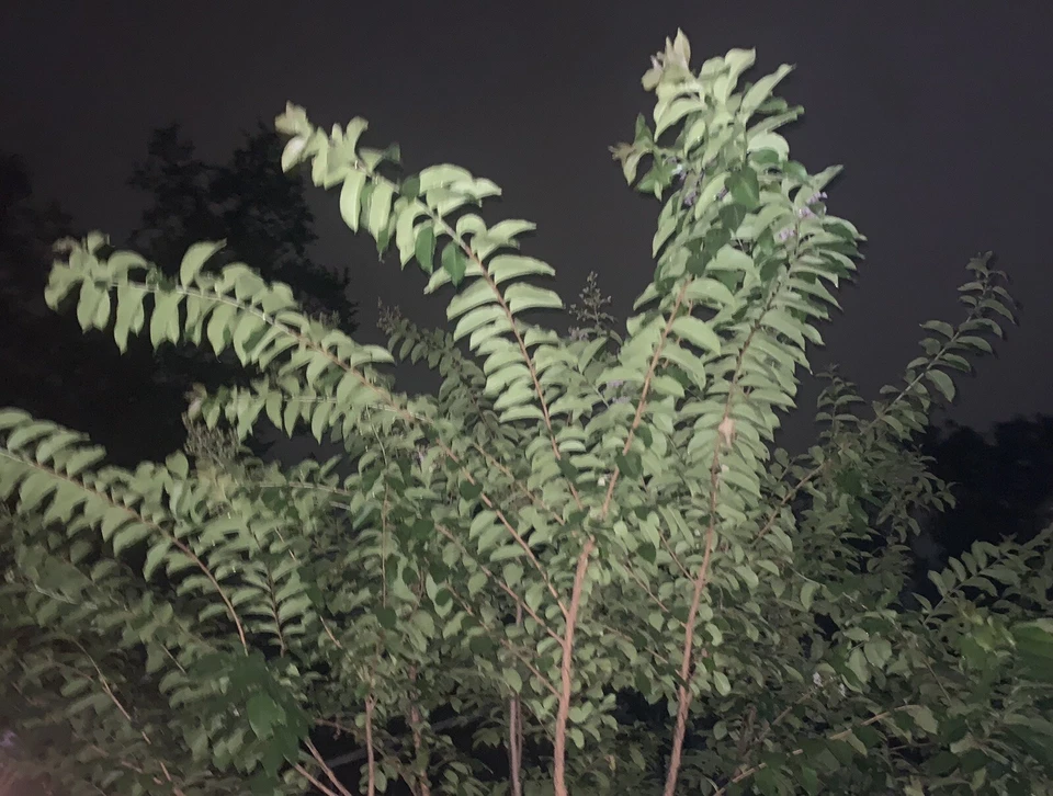 6+ Native Lavender Crape Myrtle Fresh 12”+ Cuttings Fast Growing Flowering Lilac - Image 4 of 4