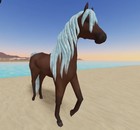 Wild Horse Islands 🌸  IUH Icey Blue   Arab Arabian 🌸 — photo 1