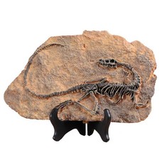 Resin Dinosaur Fossil Statue Model Simulated Skeleton Home Office Display Dec...