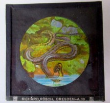 REPTILES - SNAKES - AMPHIBIANS  Magic Lantern Slide RICHARD ROSCH - DRESDEN