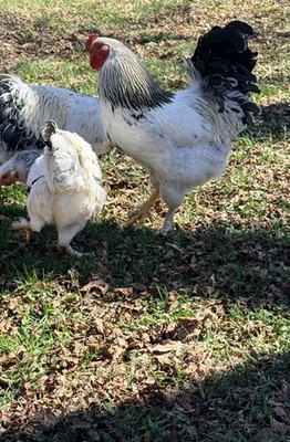 12 ++ 2 Extra Light Brahma Mixed Chicken Hatching Eggs