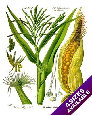 MAIZE YELLOW CORN PLANT ILLUSTRATION PAINTING ART REAL CANVAS PRINT