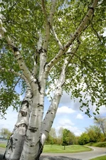 White Birch Tree Seeds 300 Heirloom Seeds for Planting Non GMO European Birch