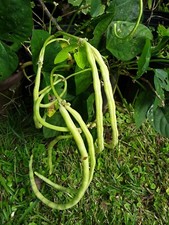 15 Organic Asian Long Bean Seeds White,Short Variety , Dwarf/Bush Type.