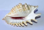SEA SHELL - SHELLS -STROMBIDAE - PURPLE LAMBIS - 107.30mm