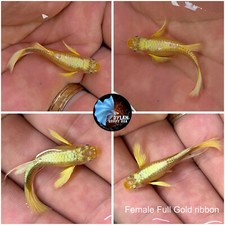 2 Female - Live Aquarium Guppy Fish High Quality-Full Gold 24k Ribbon Full Ears