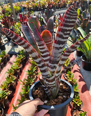 Bromeliad Aecmea Titan force | eBay