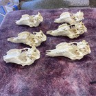 6 cleaned Damaged Wild Buck Whitetail Deer Skull w/no antlers art craft decor — photo 5