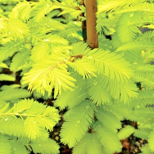20 SEMILLAS DE SECUOYA GOLD RUSH DAWN - Metasequoia glyptostroboides 'Ogon' - Imagen 1 de 6