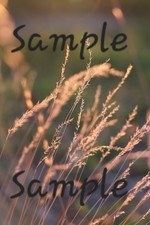 Ditigal Image Picture Photo of Tan Moor Grass in the Evening Sun