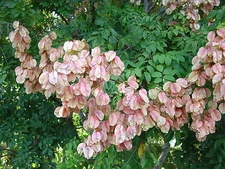 CHINESE RAIN TREE * COLORFUL * FRAGRANT *  SHOWY * 7 SEEDS *