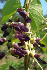 Mucuna Pruriens Vine 5 Seeds, Velvet Bean, Molted Strain NO ITCH, L dopa