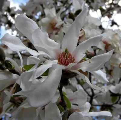 Magnolia borealis Se eds, Japanese Kobushi Magnolia
