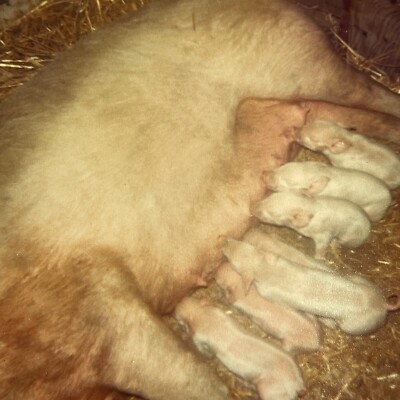 G7 Photograph Close up POV Mother Sow Pig Feeding Nursing Littler Piglets Cute 
