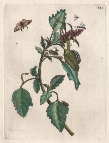 MARIA SIBYLLA MERIAN - Pflanze mit Insekten wunderschöner Kupferstich XLI 1730