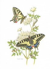 Schwalbenschwanz Ritterfalter Schmetterling - Kunstdruck-Bild - 25,5 x 17,5 cm