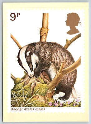 1977  Badger  United Kingdom  British Stamp Postcard