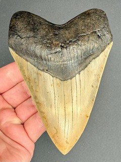 Megalodon Shark Tooth 5.40” Serrated Fossil Shark Teeth