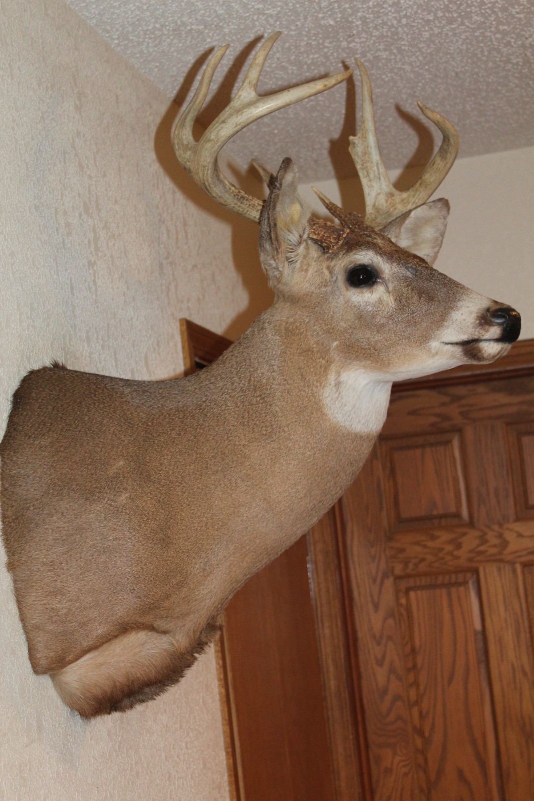Whitetail Deer Head Shoulder Mount Taxidermy Cape Shed Antler Mule