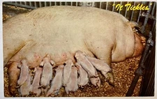 The Ticklers Vintage Postcard Pig Hog Swine Baby Piglets Feeding Farm Pork