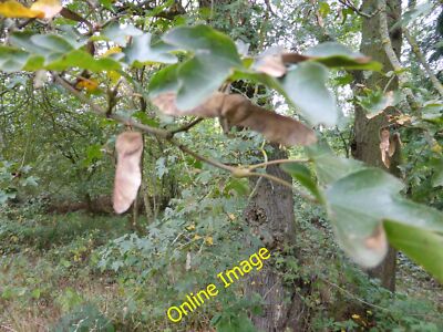 Photo 6x4 Field Maple Keys Clipsham Winged fruit c2014 | eBay UK