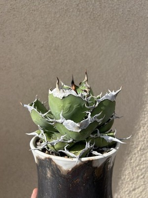 Agave titanota ‘Creep’ Agave titanota 'Creep' – Hidden Agave