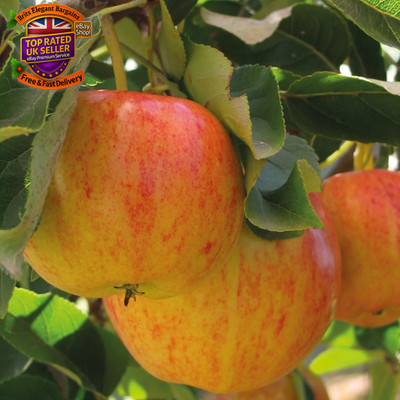 Potted Mini Fruit Tree Apple, Ideal for Small Gardens & Patio