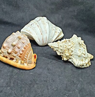 Vintage Seashell Lot Clamshell Half 5.5'' Frog Conch 6'' Horned Hornet 4.75''