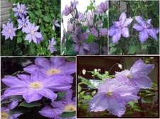 Clematis Purple Lavender Perennial Vine  Very Pretty 25 Seeds USA Seller