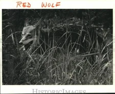 1982 Press Photo Red Wolf walks through tall grass - nox21184