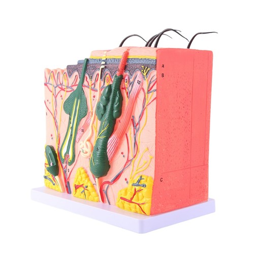 Anatomisches Hautmodell 5-fach Vergrößert – 3D Lehrmodell Aus PVC, Mit Beschriftung, Für Kosmetik & Unterricht