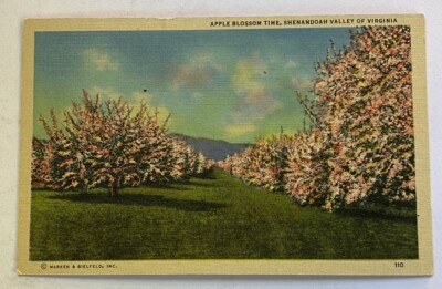Vintage Linen Postcard ~  Shenandoah Valley Apple Blossom View ~ Virginia VA