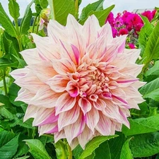 1 - DINNERPLATE DAHLIA Cafe au Lait Twist Bulb Tuber Clump  * EXCEPTIONAL