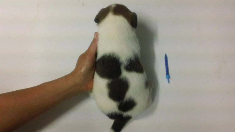 Pure Bred Short Haired Jack Russell Terrier Pups Trixie 39 S