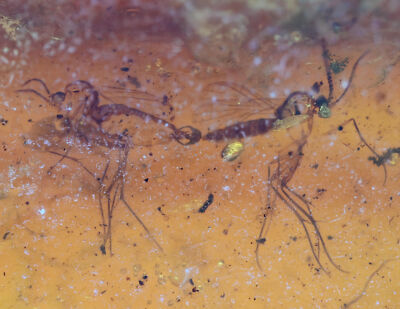 Mating Gnats, Fossil insect inclusion in Burmese Amber