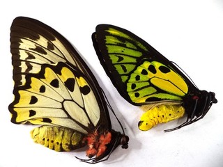 UNMOUNTED BUTTERFLIES/ORNITHOPTERA C LYDIUS PAIR .