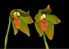 Sudamerlycaste priscilae BS Green Orange Orchid Species Tall Flowers 5.5” Pot