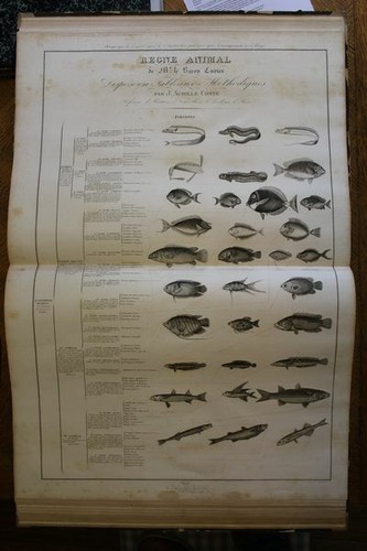 CUVIER ; COMTE (Achille), Règne animal , 90 planches grand format 1832 - Picture 6 of 12