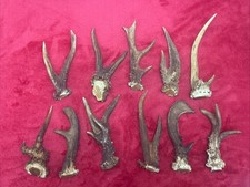 11 PIECES OF FANCY ROE DEER ANTLERS 525g. Length 12/17cm.