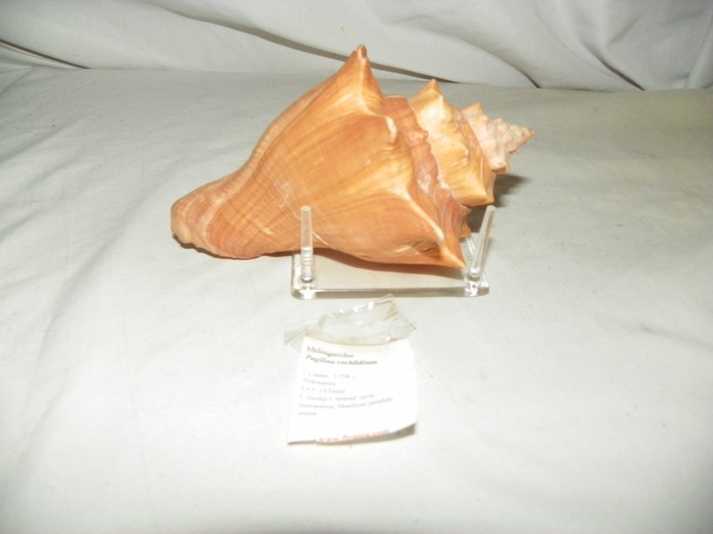 PUGILINA COCHLIDIUM ( SPIRAL MELONGEA )