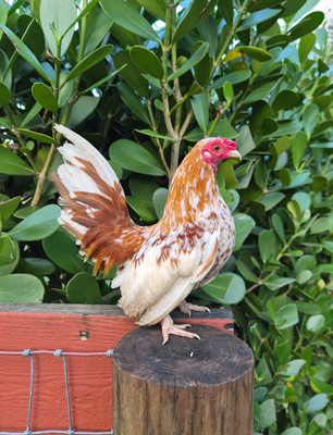 6 Kikiriki Hatching Eggs - PR Imports! Bolo, Topi, Bonehead, Lionface,Naked Neck