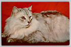 1960s Adorable Long Haired White Gray Cat Vintage Chrome Postcard Unused
