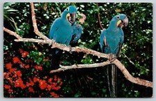 Florida Parrot Jungle Hyacinth Macaws c.1957 Postcard, G15