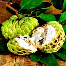 ORGANIC "Sugar Apple" Fruit Tree Seeds (Annona squamosa) Tropical Sweetsop Plant