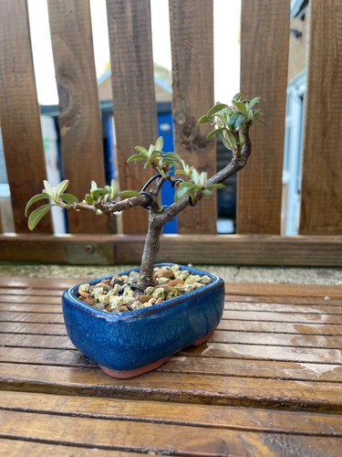14cm Shohin Cotoneaster Bonsai Tree Wired & Styled Ceramic Pot Outdoor Gift - Picture 5 of 6