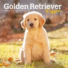 BrownTrout,  Golden Retriever Puppies 2026 Mini Wall Calendar, 7'' X 7'', 16-Mon