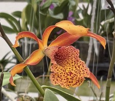 Recc. Frances Fox ‘Sun Spots’ Cattleya Hybrid - 6” Pots - Many In Low Spike - Lg