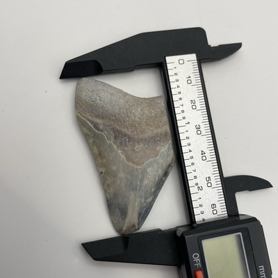 #ad Megalodon Shark Tooth Real Fossil Tooth Baby Blue 2.4” Florida $27.99